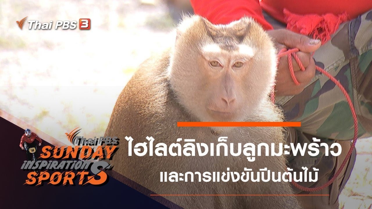 ไฮไลต์การแข่งขันลิงเก็บลูกมะพร้าว - การแข่งขันปีนต้นไม้ : Sunday Inspiration Sports​ (5 เม.ย. 63)