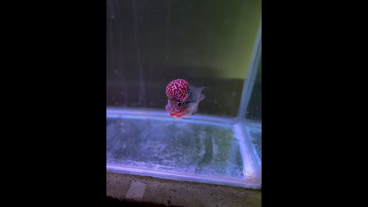 Buying a new FLOWERHORN Fish!! | Flowerhorn Hobbyist