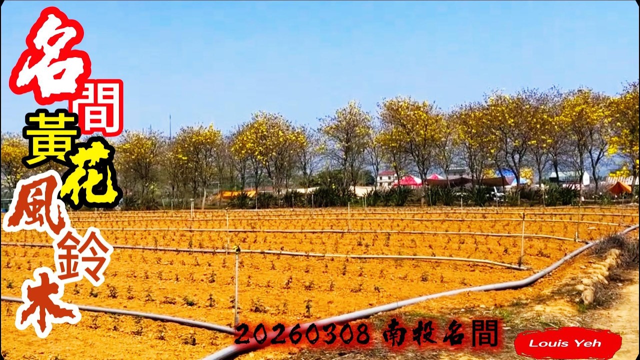 南投名間黃花風鈴木