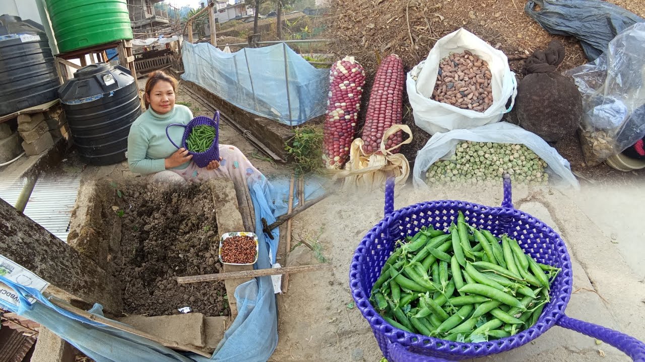 Time to plant vegetables#corn#beans and many more