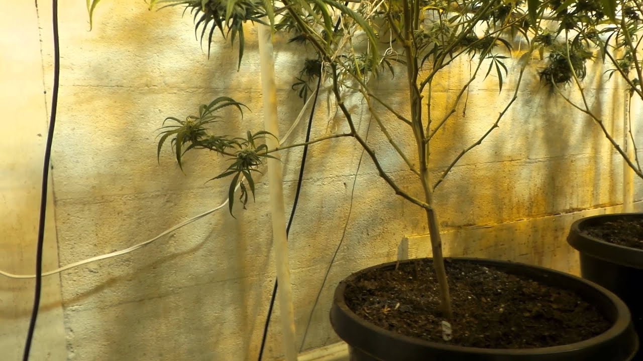 Cannabis flowering branch removal