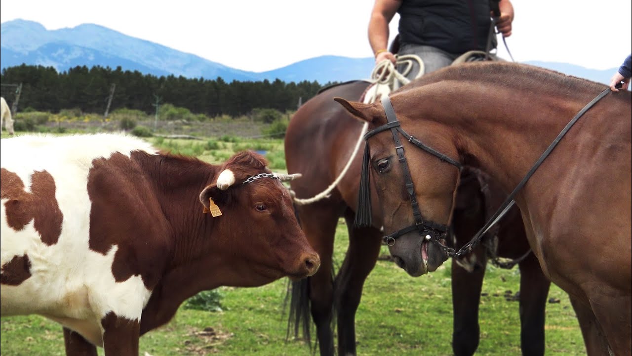 Como se Doma un Buey o Cabestro para El Toro Bravo y los Encierros a Caballo con Pepe Trilla 2021