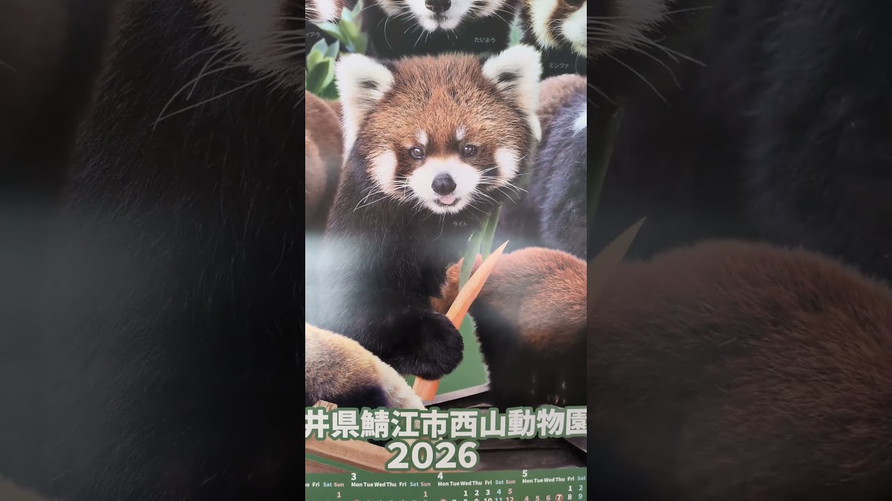 2026 Red Panda All-Star Calendar from NISHIYAMA Zoo at SABAE City in JAPAN #redpanda #レッサーパンダ #西山動物園