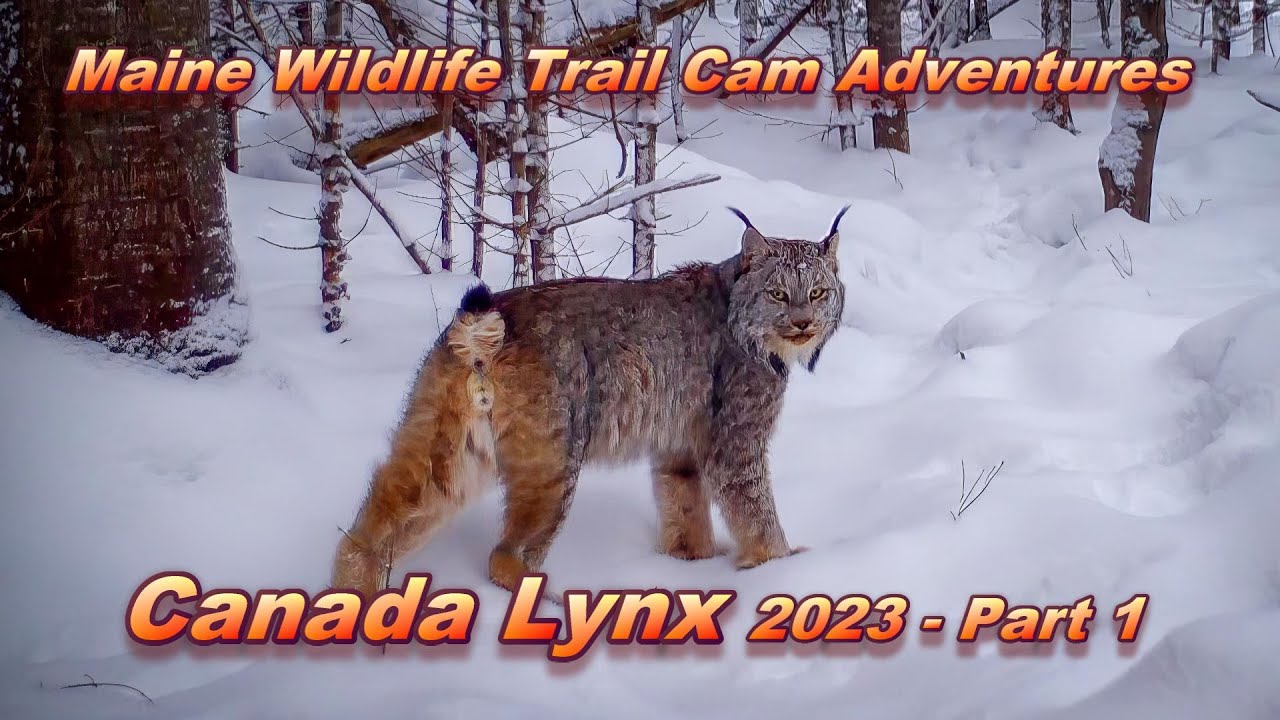 Canada Lynx 2023