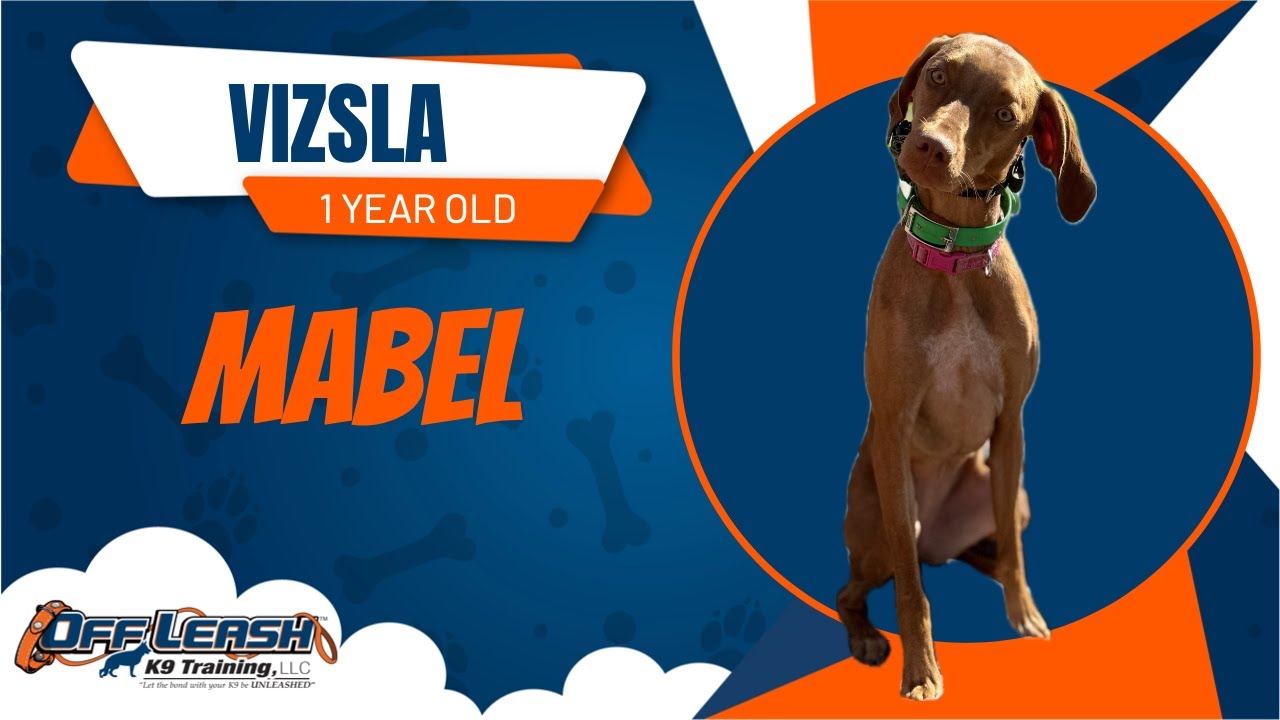 Mabel- 1 Year old Vizsla- 2 Week Board and Train