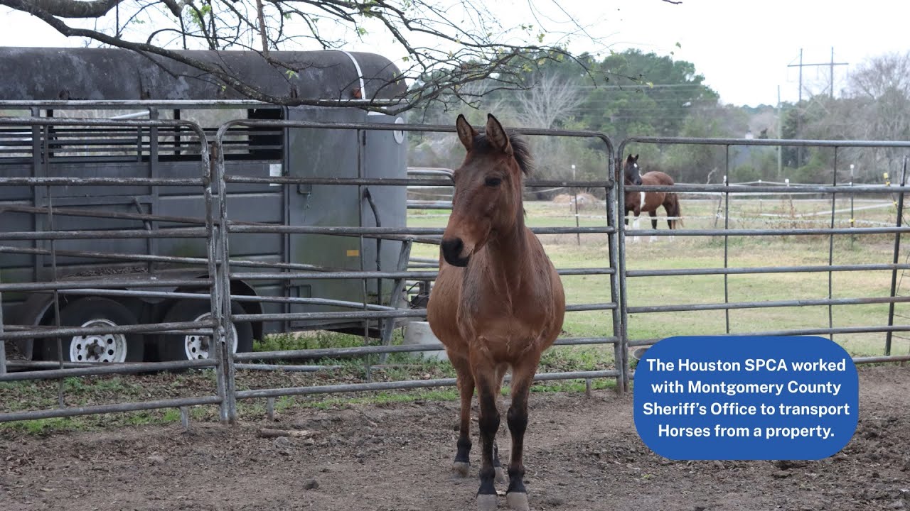 Rescued: 22 Horses in Montgomery County