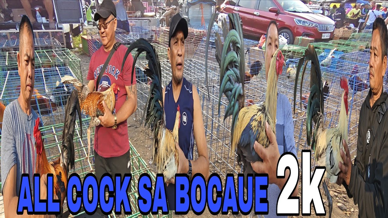 Nagkalat dito mga cock sa bocaue tuffy bulik hennie tuffy kanawayon mga abot kaya pa yung iba