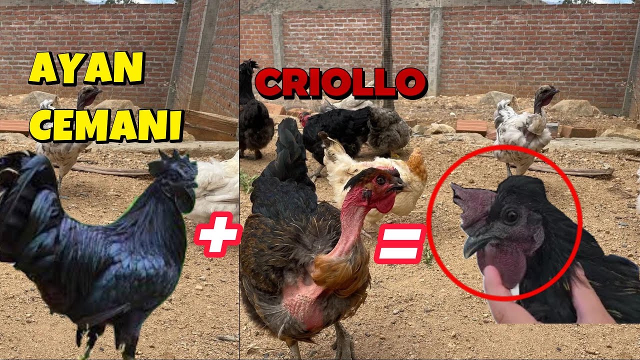 Que resultado sale de un cruce de gallina CRIOLLA + AYAN CEMANI