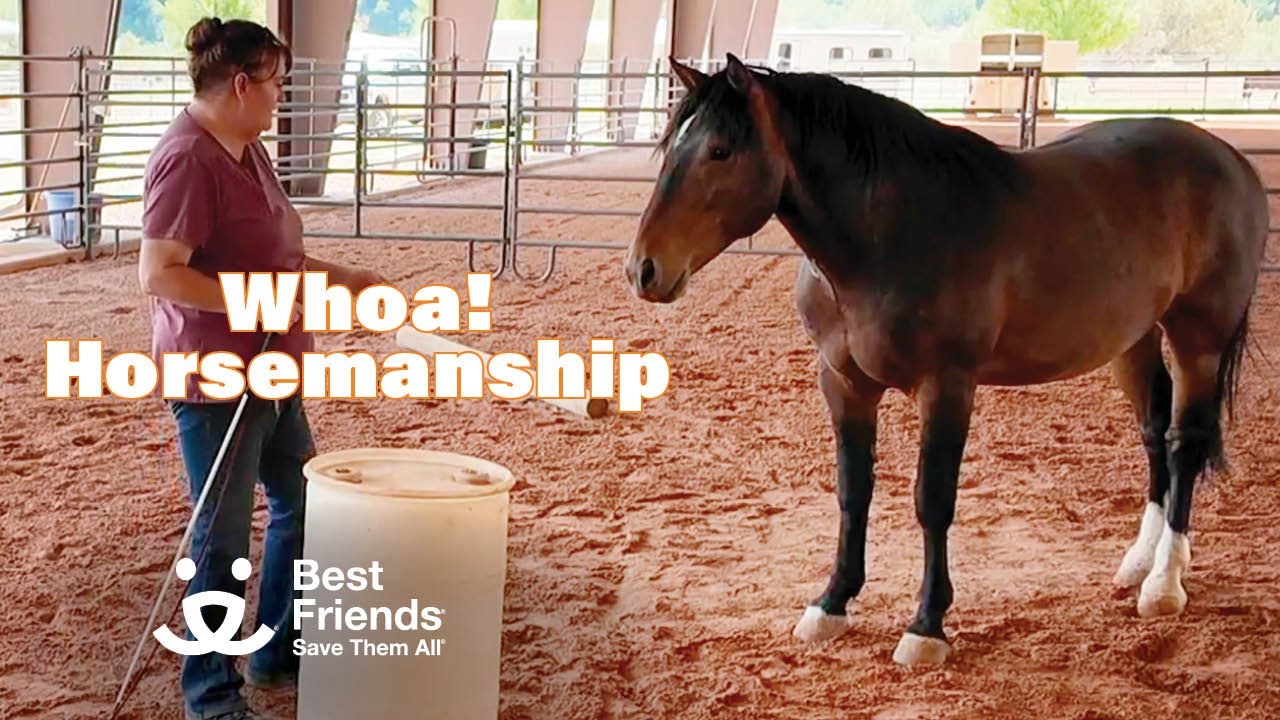 Whoa! We're Horsin' Around... 🐴🧡