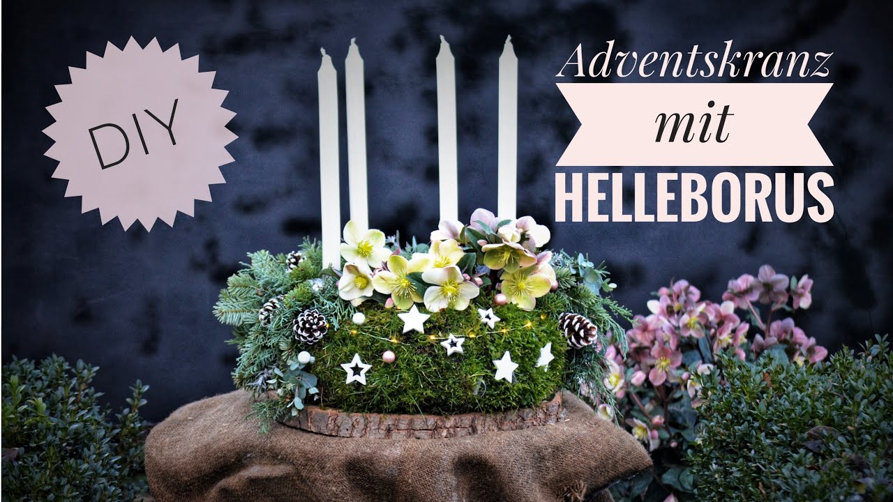 DIY: Edler ADVENTSKRANZ mit HELLEBORUS / SCHNEEROSEN - mit der NATUR kreativ sein