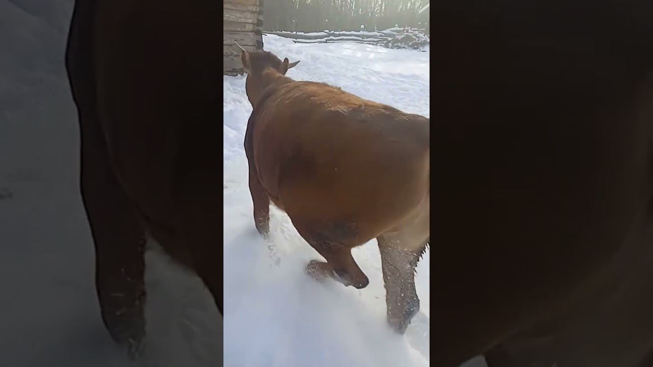 2 серия телята вышли подышать свежим воздухом