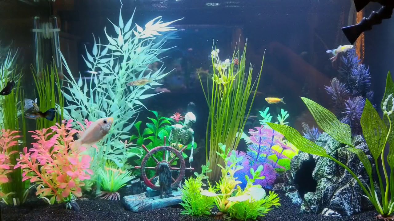 Fluval Evo Sea
