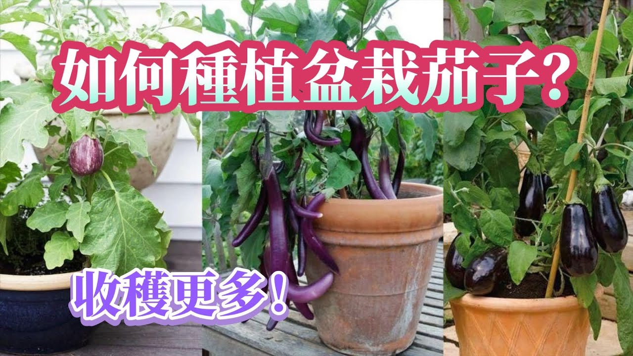 10個步驟帶你一步步種植（盆栽）茄子，保证结满果！