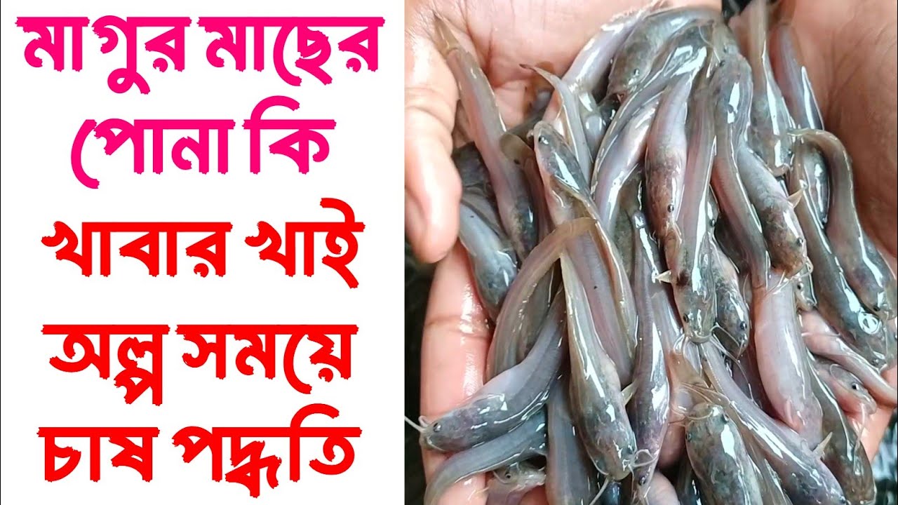 What food do Magur fish fry eat // Short-term farming method, 01728202429