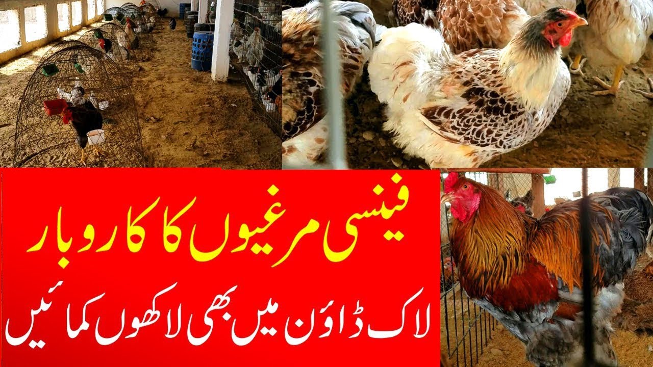 Fancy Hens Prices in Karachi | Fancy Hens importers in Karachi 2021 @infojahan