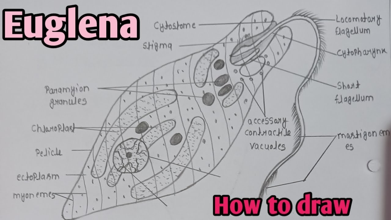 How to draw Euglena diagram || Euglena diagram easily step by step || #biology #diagram #euglena