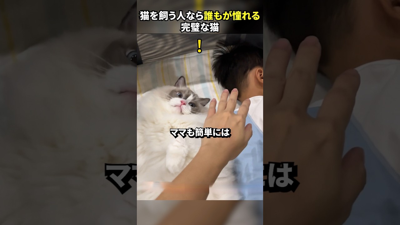 猫を飼う人なら誰もが憧れる完璧な猫