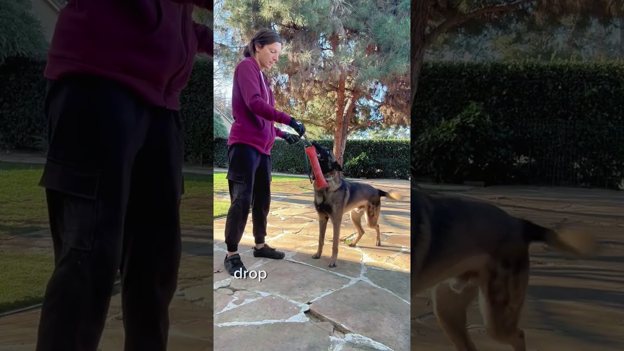Targeting & Drop for High-Drive Malinois