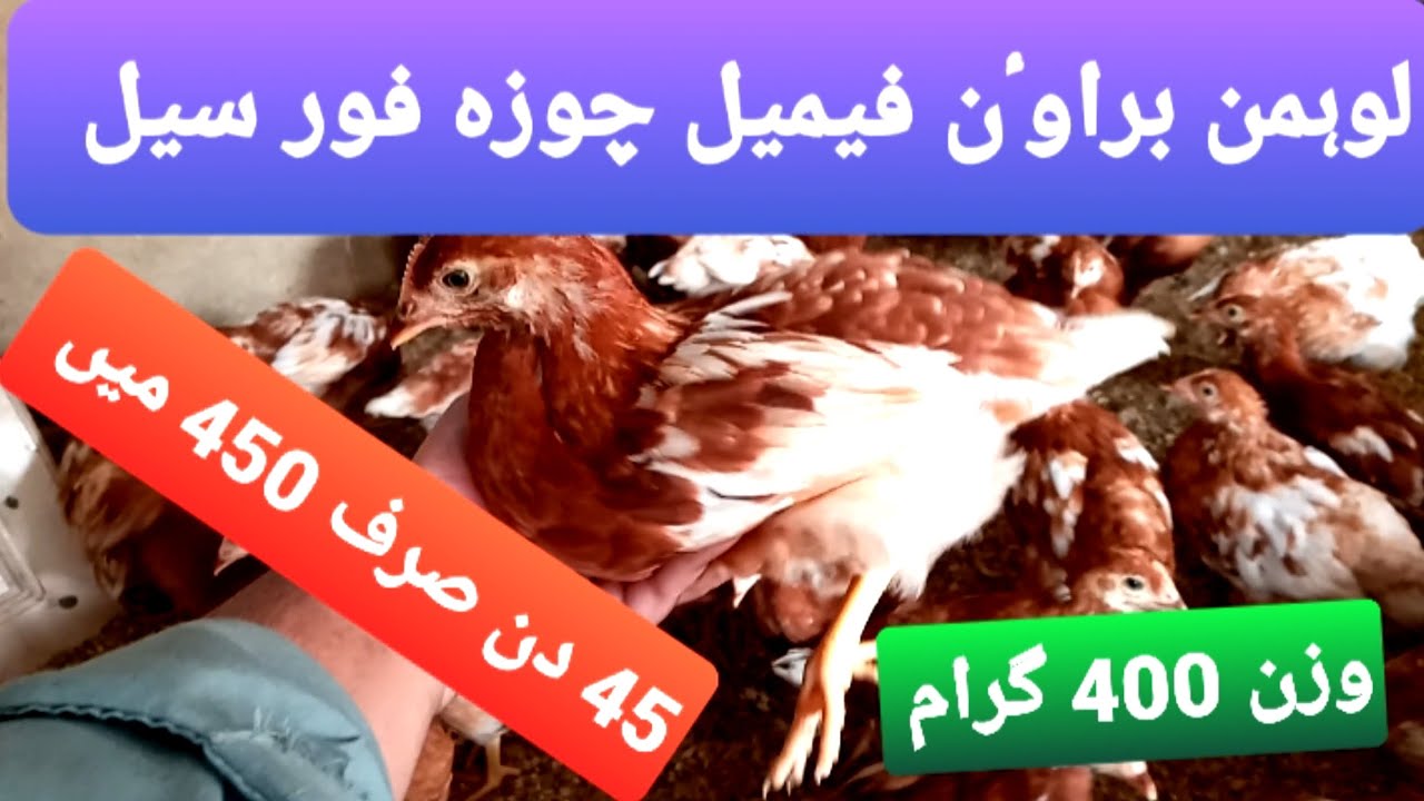 Lohman brown chicks for sale.