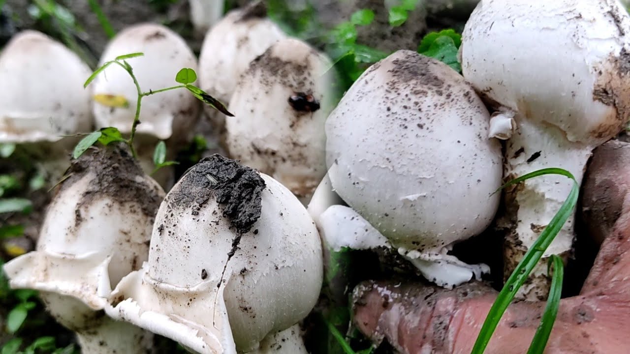 Lots of wild mushrooms from the forest, Nagaland village life @nagalocalproduction