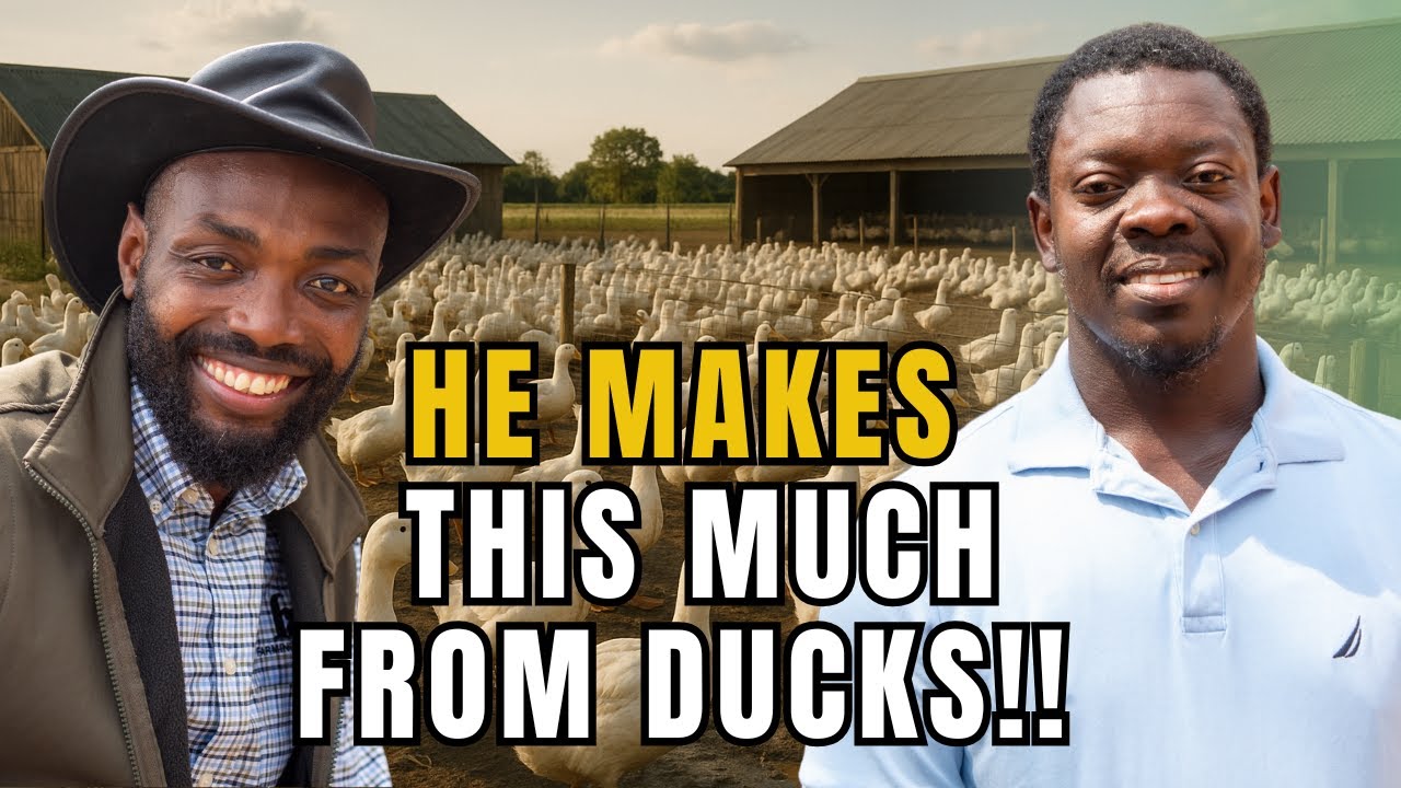 IS DUCK FARMING IN GHANA MORE PROFITABLE THAN OTHER POULTRY?