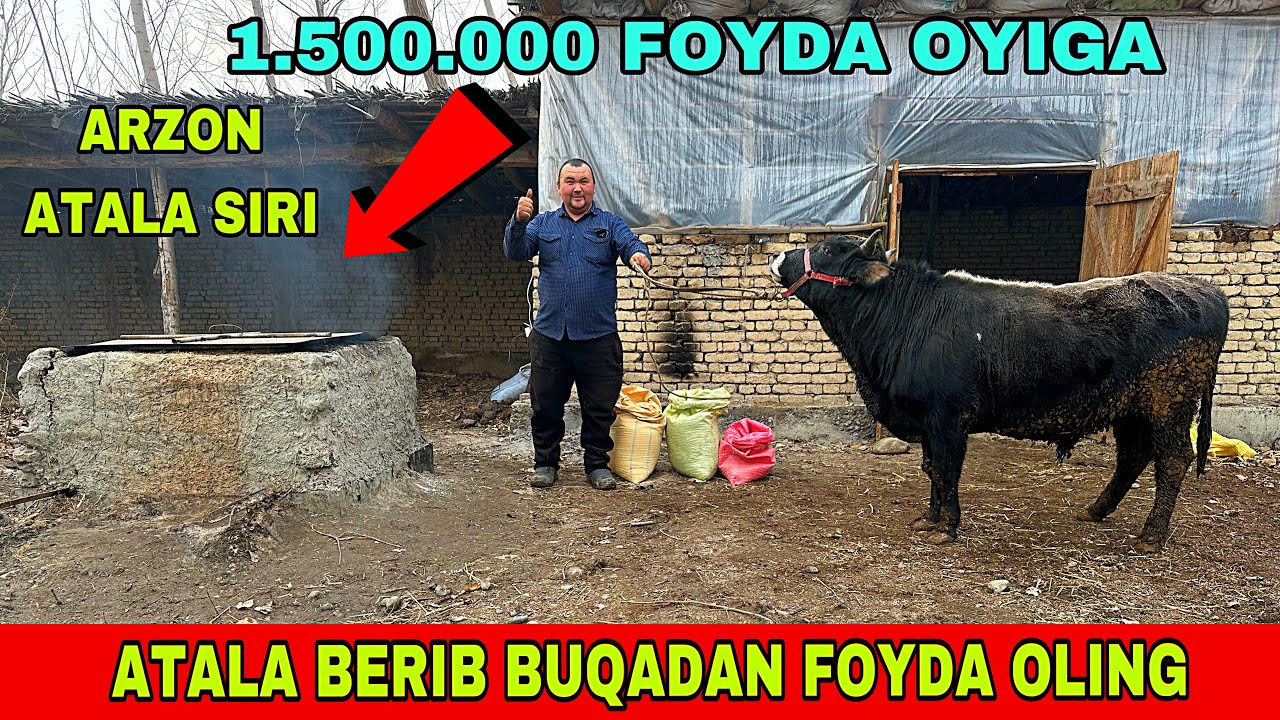 ARZON ATALANI SIRI OCHILDI BUQA BOQISH SIRLARI KO’PAYMOQDA