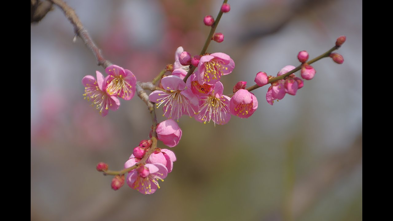 冬の大阪城公園