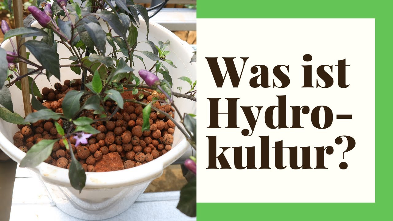 Zimmerpflanzen in Hydrokultur pflanzen - So geht's