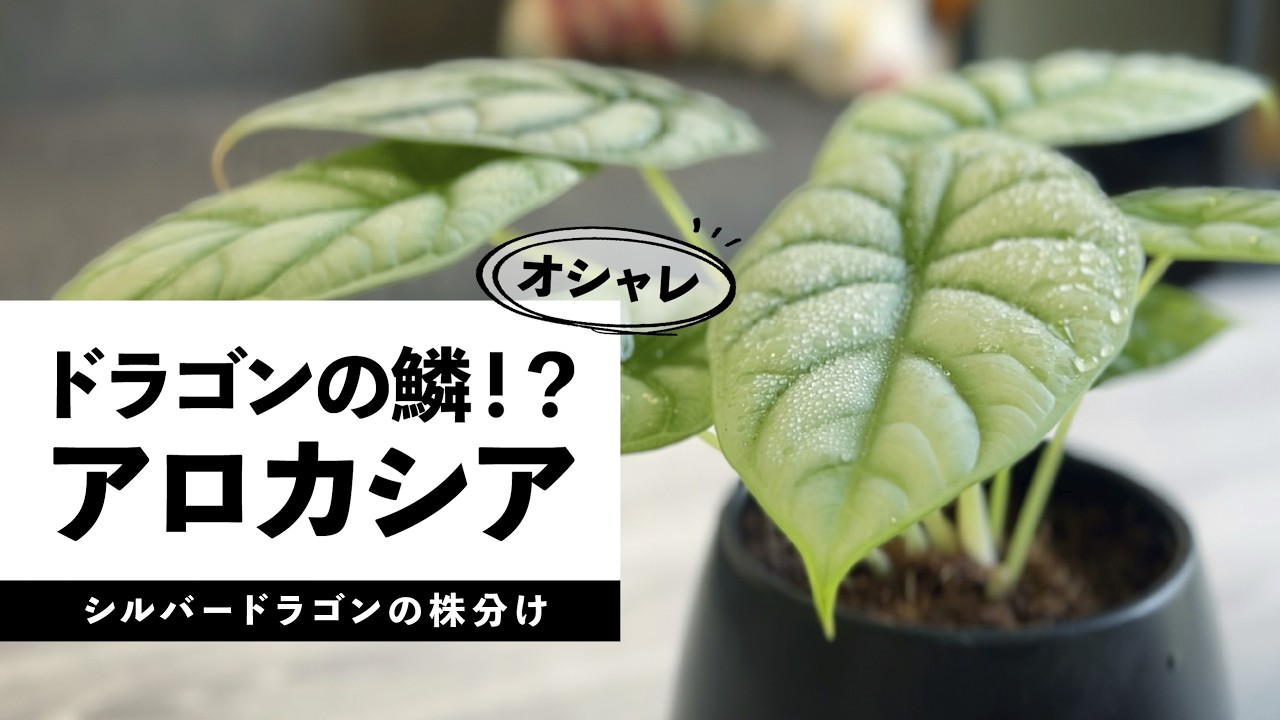 【観葉植物】1年で急成長！アロカシア シルバードラゴン