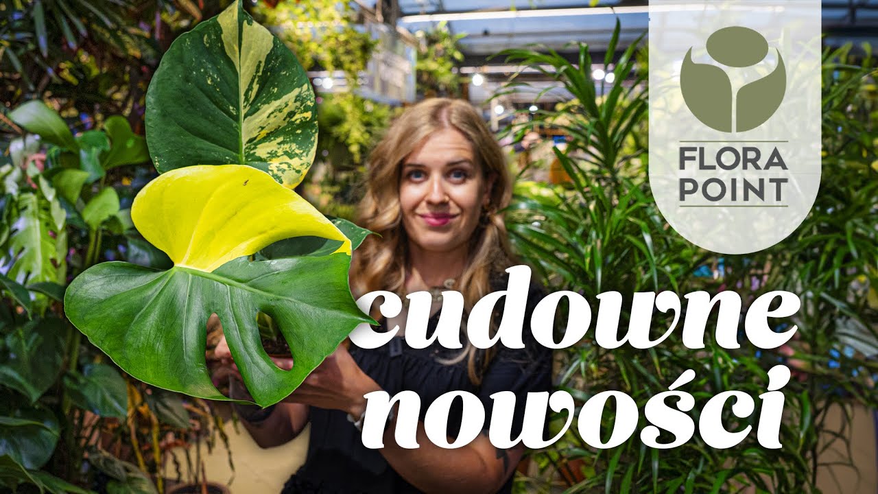 Monstera deliciosa aurea, philodendron marmalade, hoja compacta varie | nowości | Flora Point
