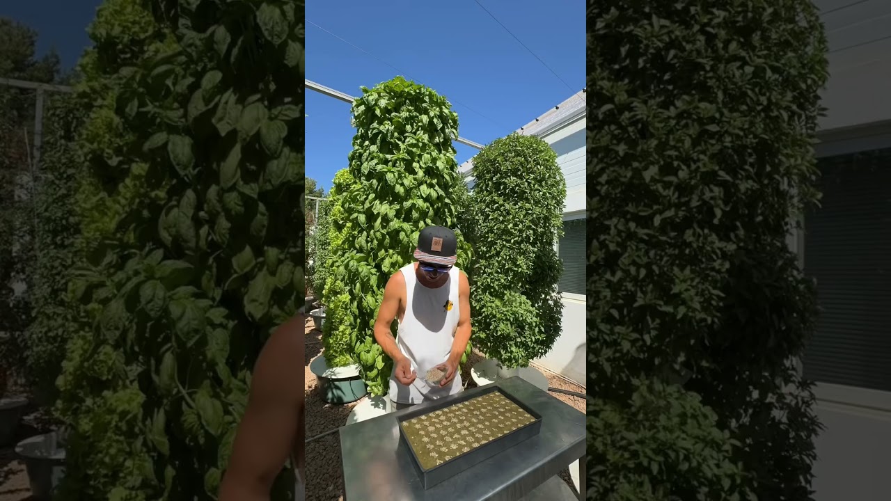 Vertical farming with rockwool on aeroponic towers ￼#rockwool #farming #gardening #hydroponics