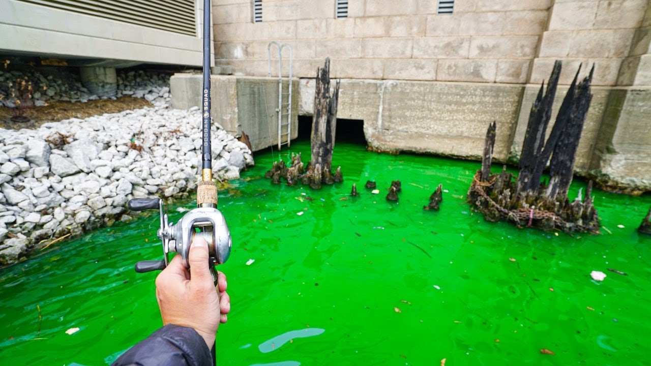 Catching Big Fish in GREEN Chicago River
