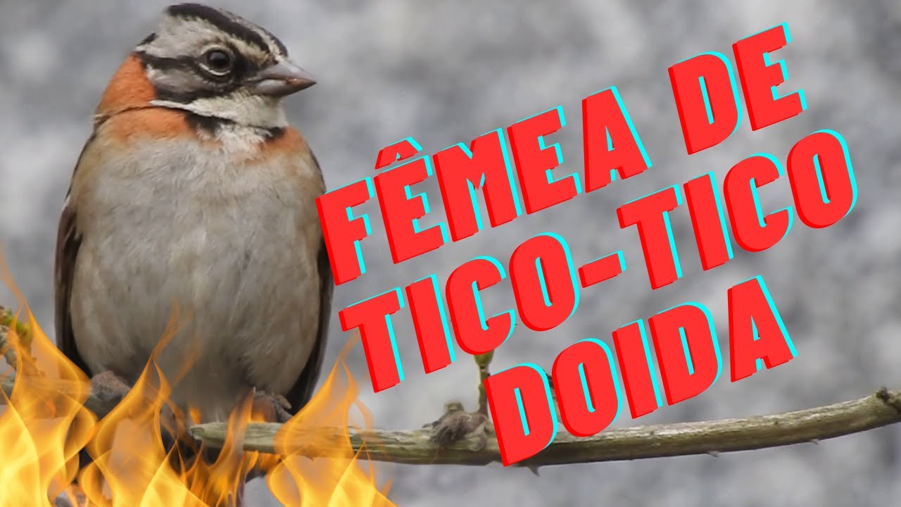 Fêmea de tico tico doida. Esquente seu Tico tico em 15 minutos