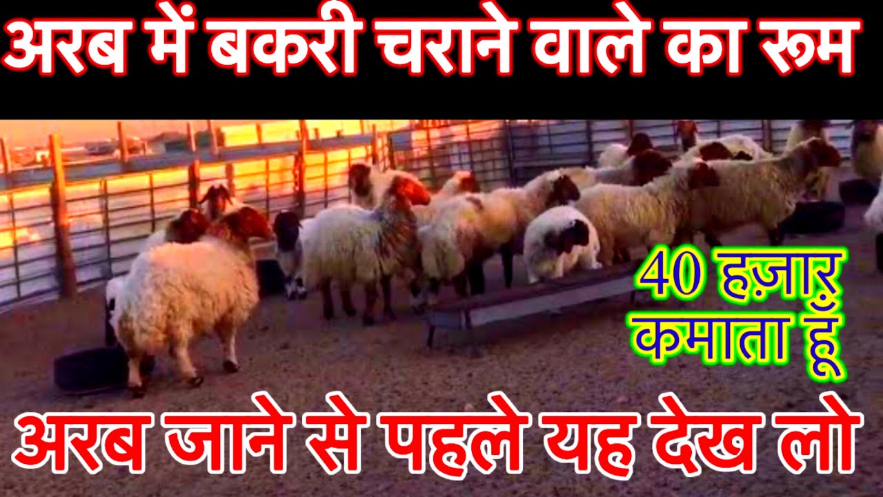 कुवैत में बकरी का वीजा कितना काम और सैलरी? how much goat farm visa in kuwait? Kuwait visa !!