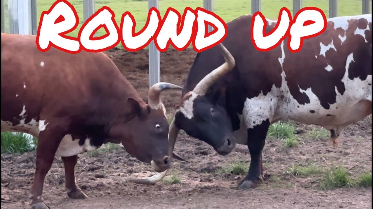Longhorn Lester's at JL Ranch