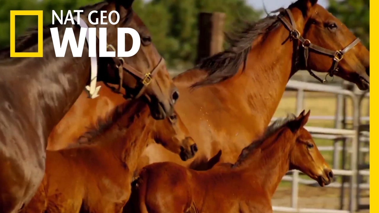 Learning to Run with the Herd | Animal Moms
