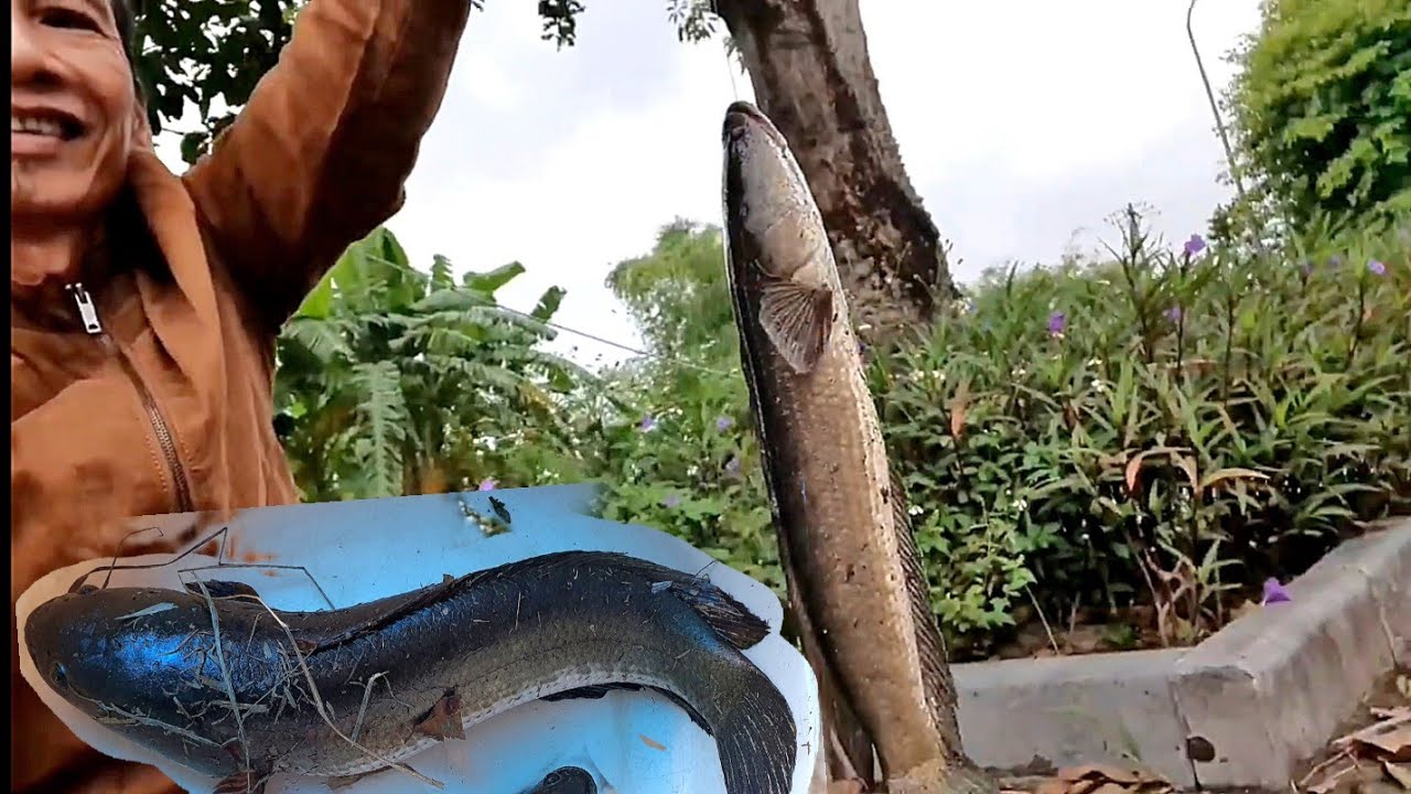 Lang Thang Câu Lure, Trúng Ổ Cá Lóc Khủng #lure #fishing #caloc #new #life #caulure #happy #cauca