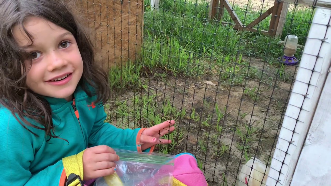 110 days of raising a 4H turkey to show at the State Fair