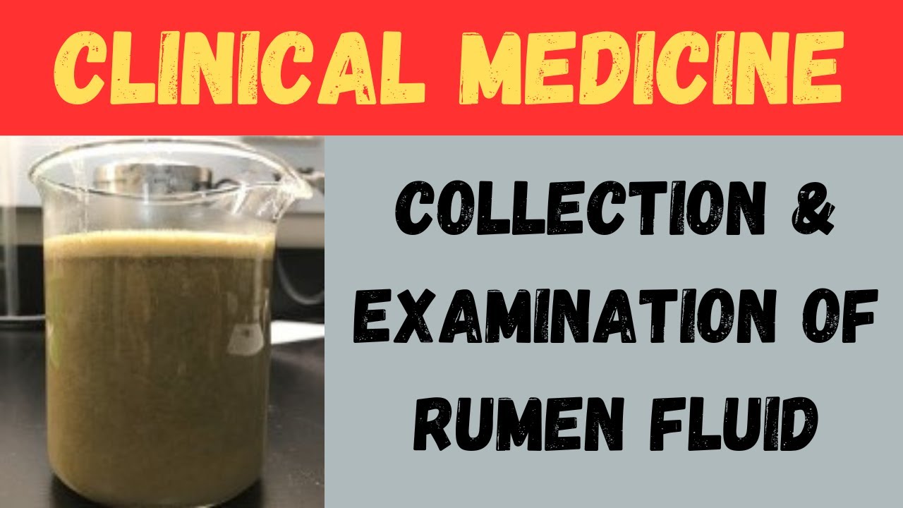 Collection and Examination of Rumen Fluid