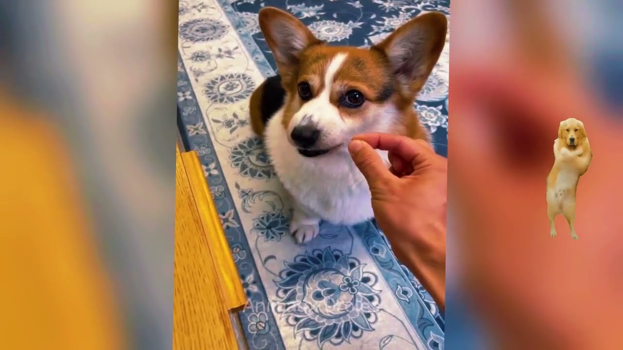 When Cats Can’t Stay Awake 🐱💤 Funniest Clips Ever!