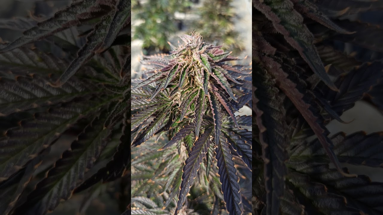 Bubba Kush Hemp @Indrovation week 7 fall 2020
