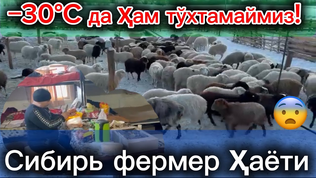 Сибир совуғи −35°: фермер меҳнати қандай?😨😱#рекомендация #чорвачилик #ферма #россия #фермерлик 