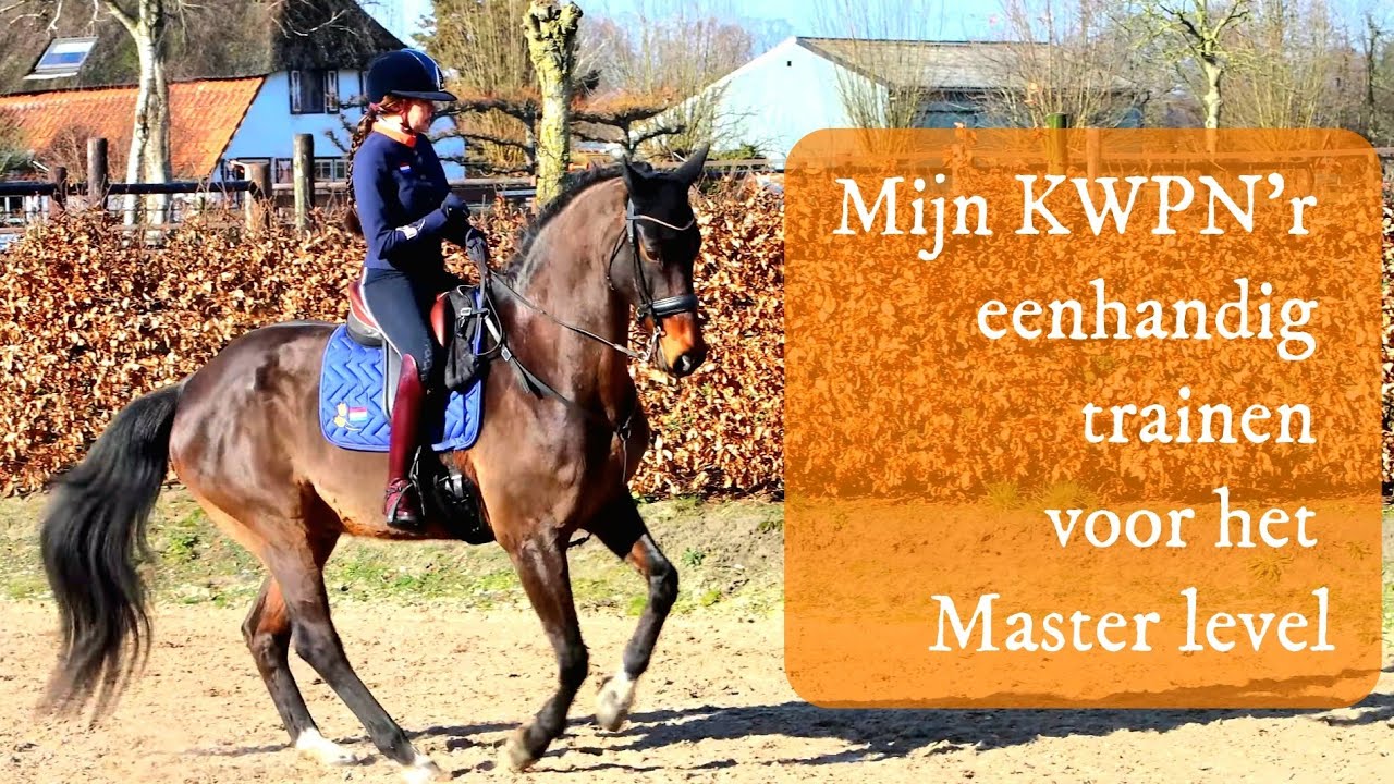 Master training met duikringen en prikpaaltjes | Baby Jai #workingequitation