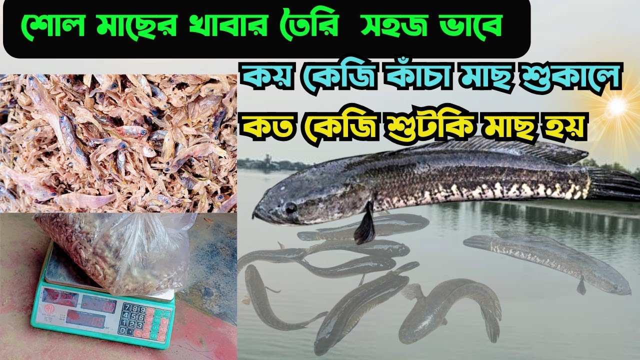 শোল মাছের খাদ্য তৈরি।shol fish farming update! snakehead murrel !! 01717983939 #কৃষি #agriculture