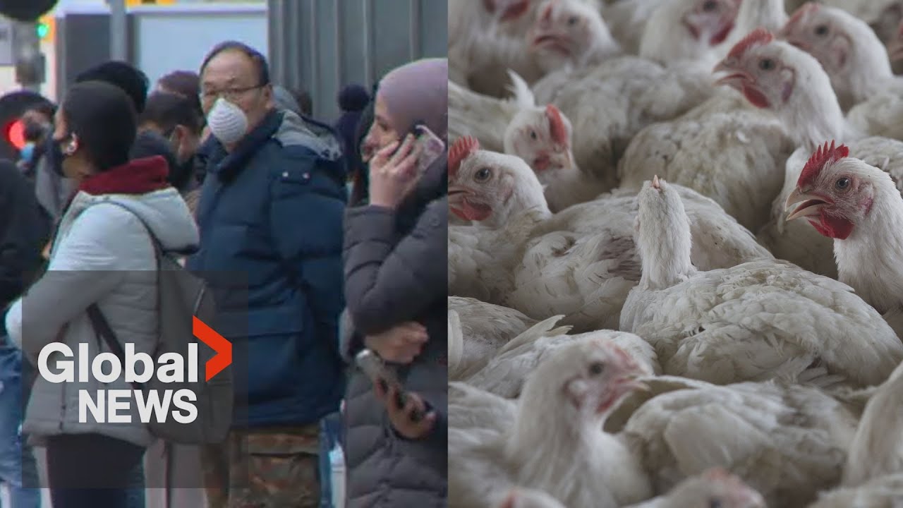 WHO says Bird flu risk to humans an 
