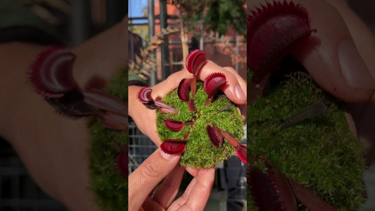 Vleesetende planten in de Hortuswinkel | Hortus at Home