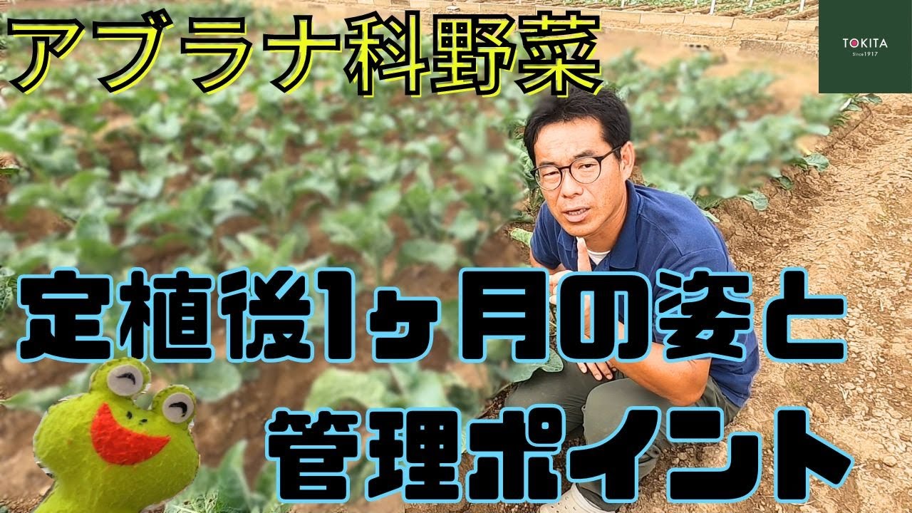 【イタリア野菜】アブラナ科野菜　定植後1ヶ月の姿と管理ポイント【トキタ種苗】