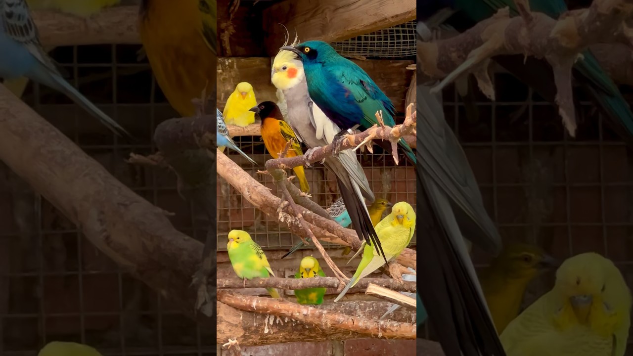 Glossy starling, cockatoo, budgies, cockatiel and village weaver in community bird aviary #bird