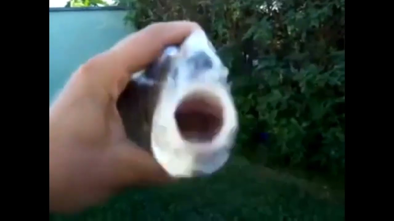killer fish from san diego 1 hour and 1 second