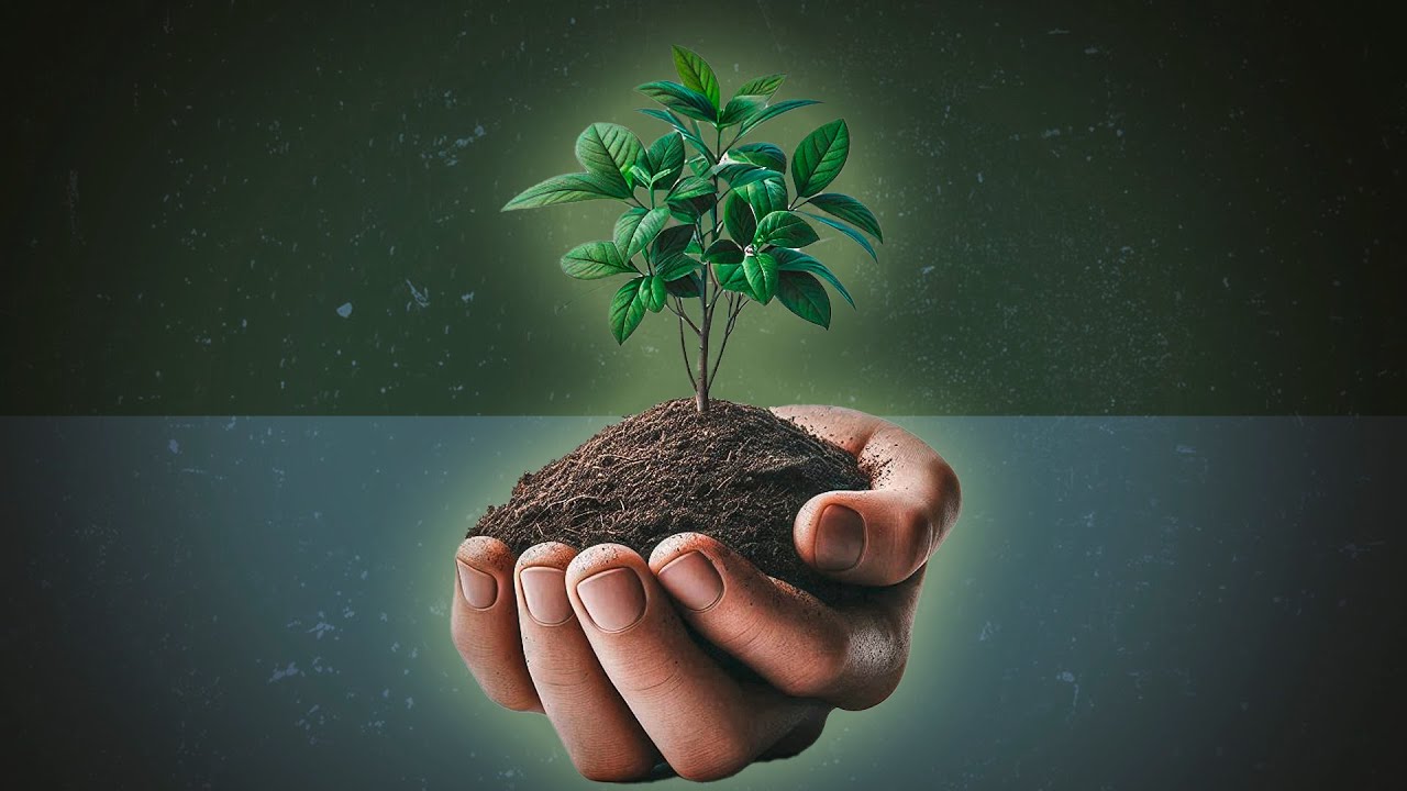 El Arte del Trasplante: MUEVE tus plantas con &eacute;xito